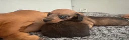 Miniature Dachshund dogs for sale: Long/smooth haired cream/Red Mini Dachshund pups - Advert 8
