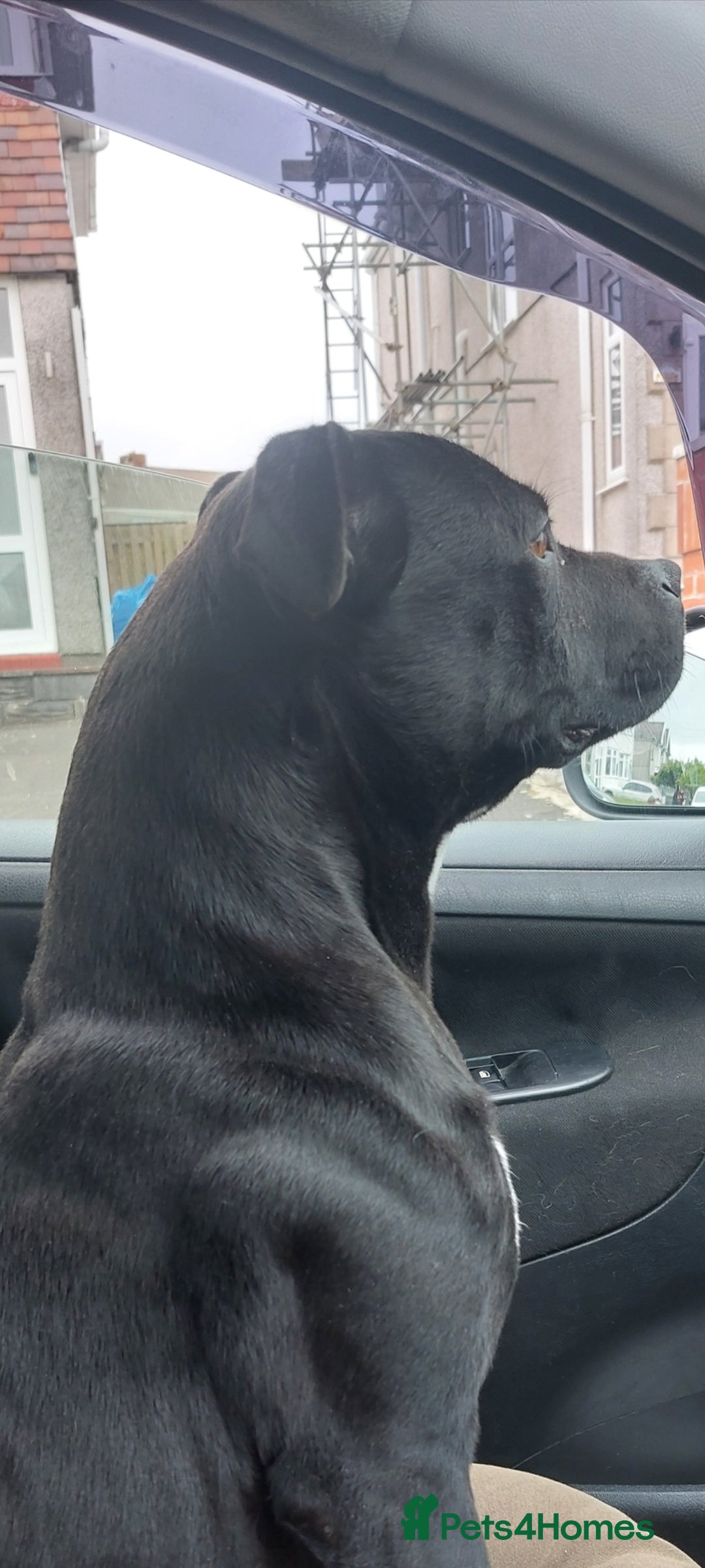 Staffordshire Bull Terrier dogs for sale: *2 left* Stunning Chunky KC Staffy Pups - Image 29