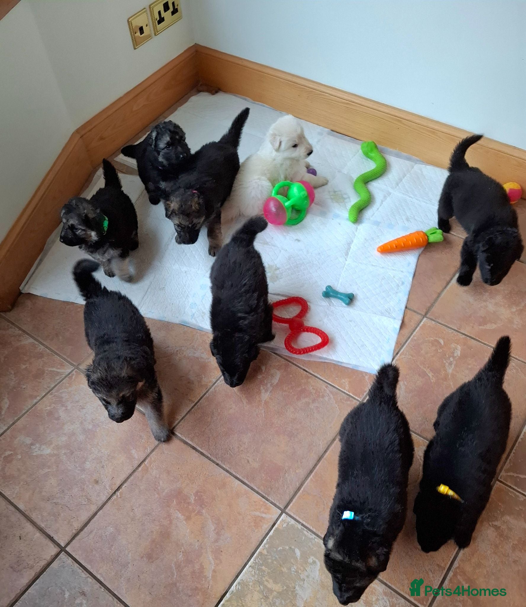 German Shepherd dogs K.C german shepherd puppies - Advert 1