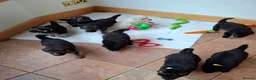 German Shepherd dogs for sale: K.C german shepherd puppies - Advert 1