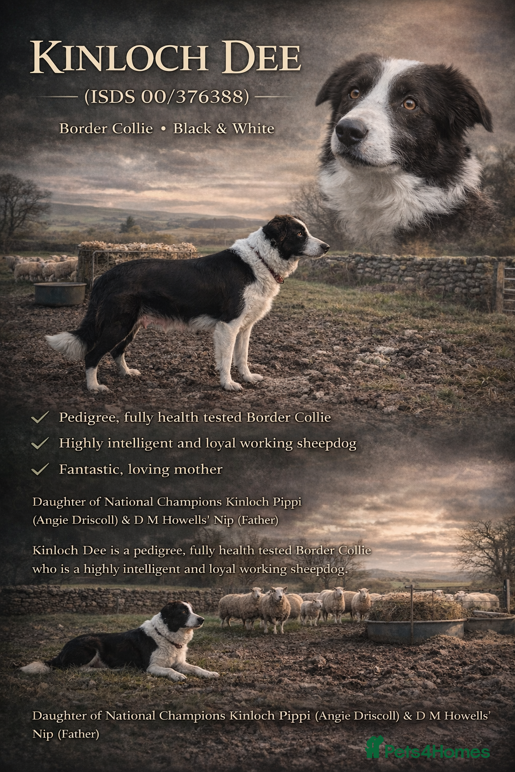 Border Collie dogs ELITE PRESTIGIOUS ISDS BORDER COLLIE PUPPIES - Advert 2