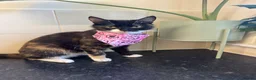 Mixed Breed cats for sale: 5 bengal mixed kittens - Advert 2
