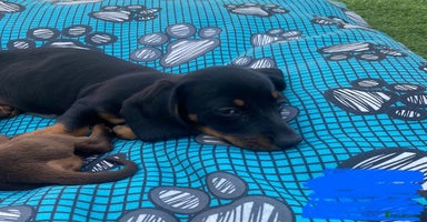 Dachshund dogs - Advert 1