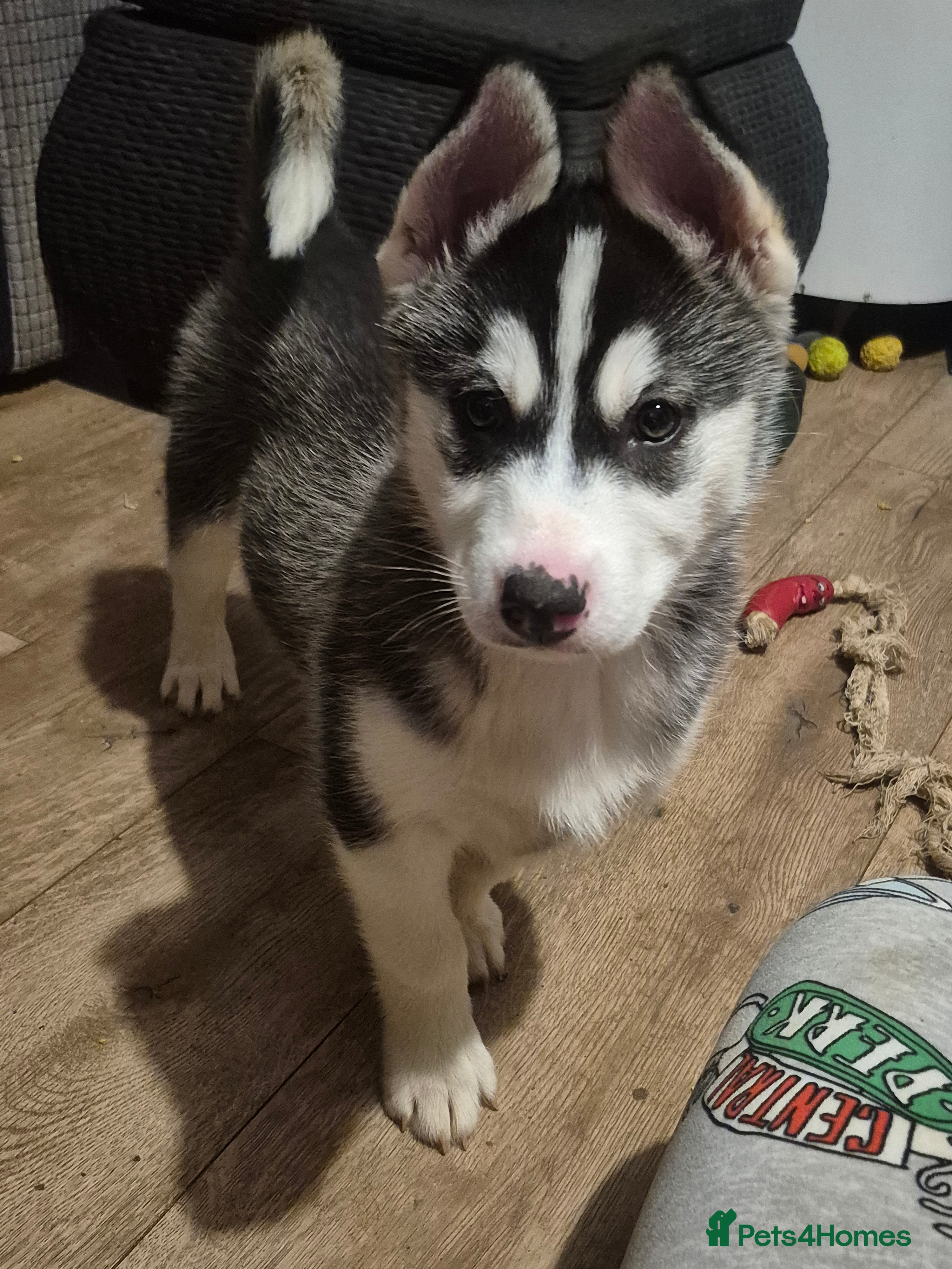 Alaskan Malamute dogs Beautiful husky malmute puppies ready NOW  - Advert 20