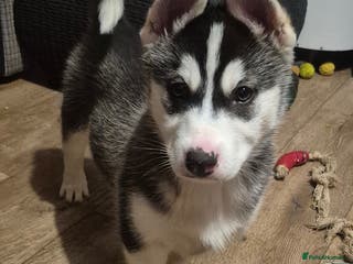 Alaskan Malamute dogs Beautiful husky malmute puppies ready NOW - Advert 20