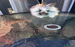 Lionhead rabbits for sale: Lionhead rabbits  - Image 2