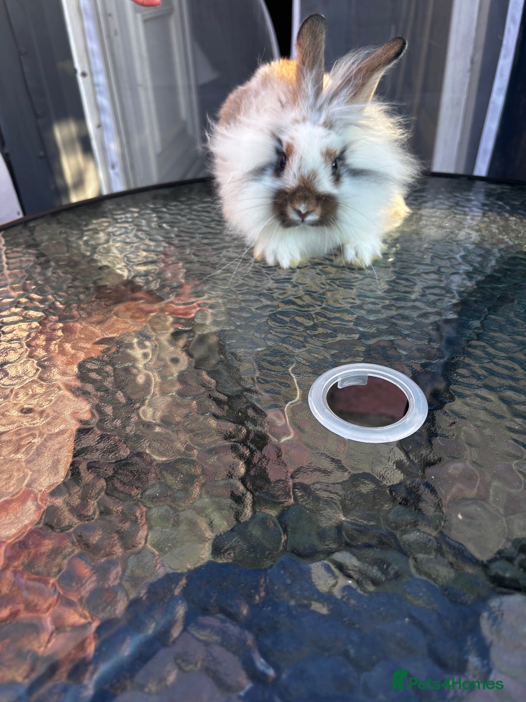 Lionhead rabbits for sale: Lionhead rabbits  - Image 2
