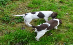 English Springer Spaniel dogs for sale: Gorgeous English Springer Spaniel Puppies  - Advert 13