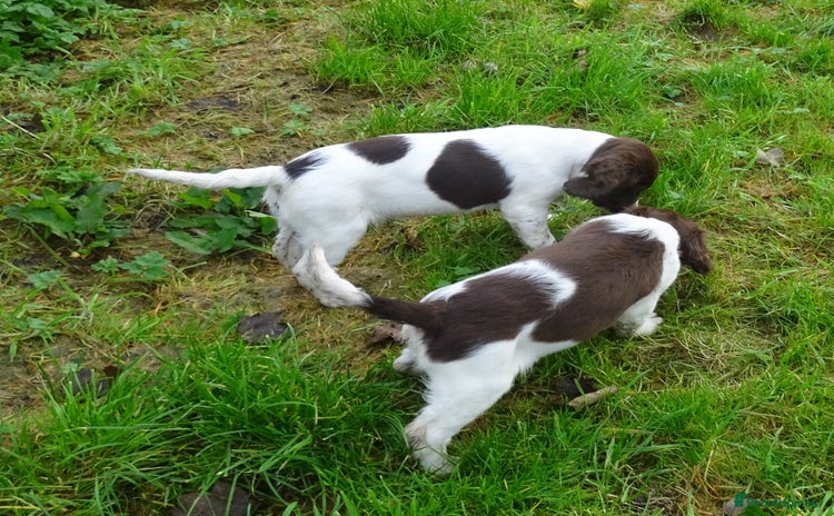English Springer Spaniel dogs - Advert 14
