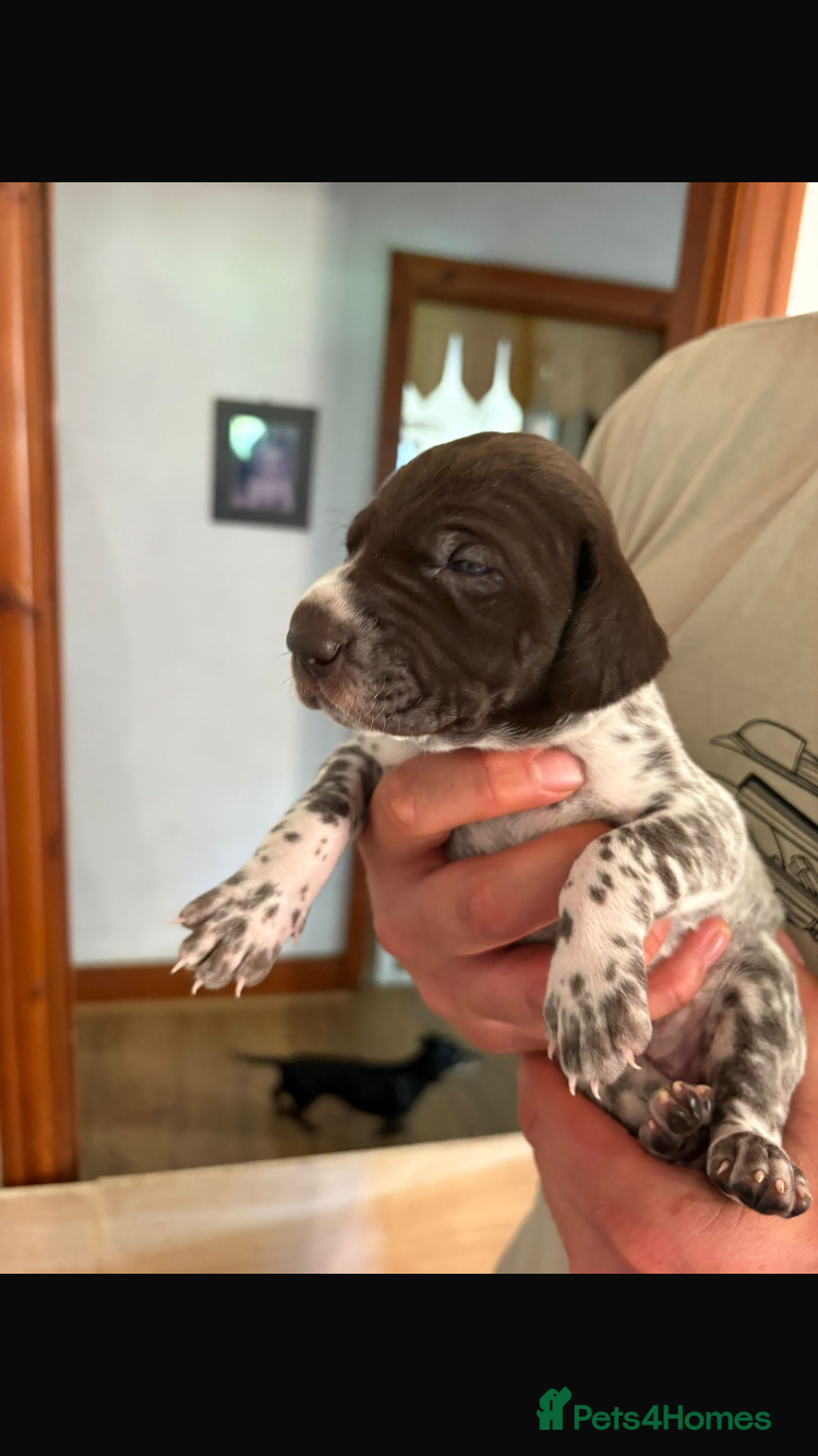 German Shorthaired Pointer dogs Gorgeous GPS puppies with stunning markings  - Advert 2