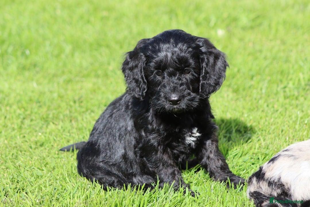 Cockapoo dogs for sale: F1 Cockapoo puppies for sale  - Image 11