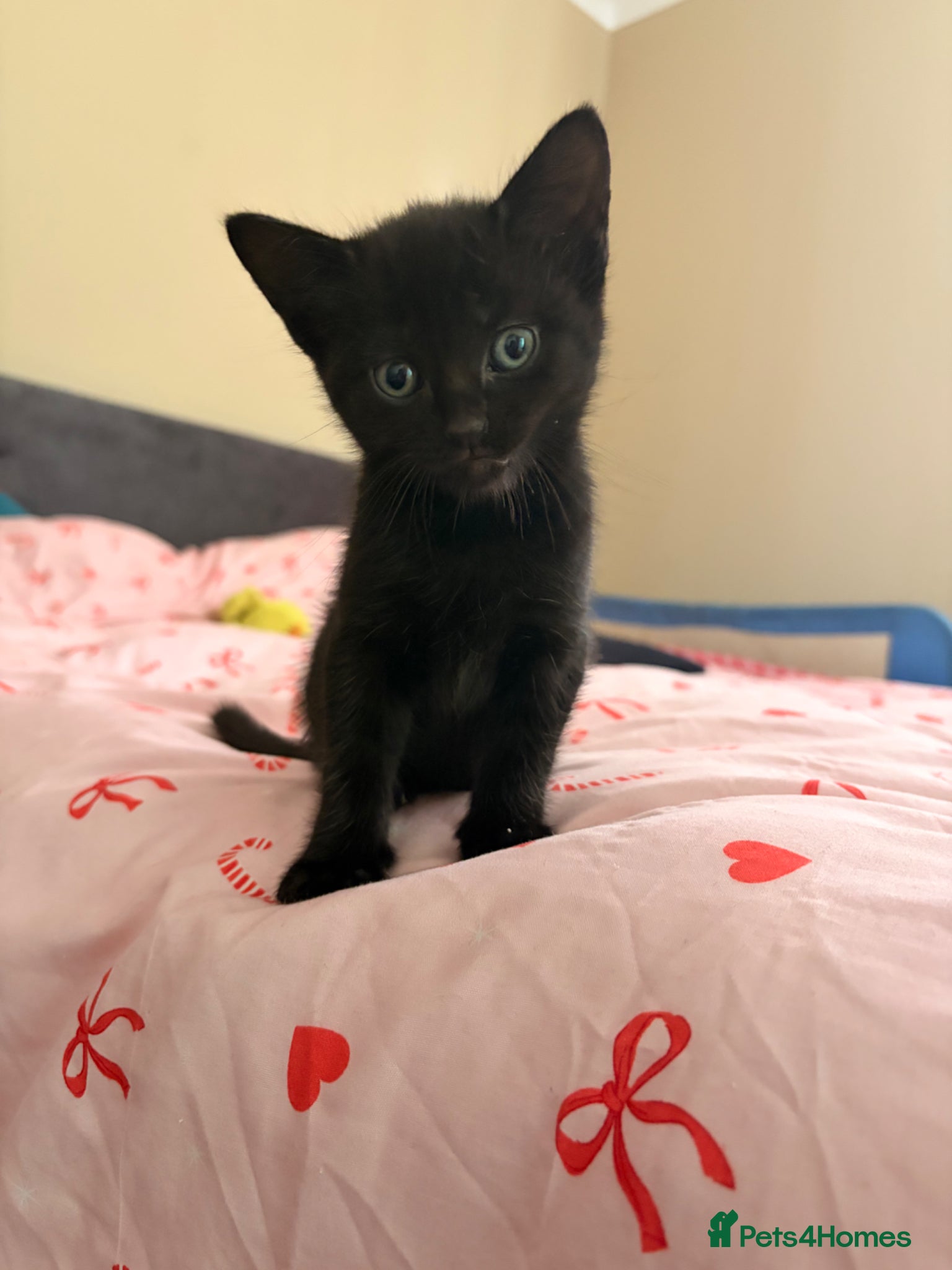 Mixed Breed cats for sale: Beautiful Russian Blue Cross/Snowshoe-Type Kittens - Advert 6