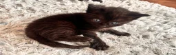 Mixed Breed cats for sale: Kittens ready now in Pulborough - Advert 2