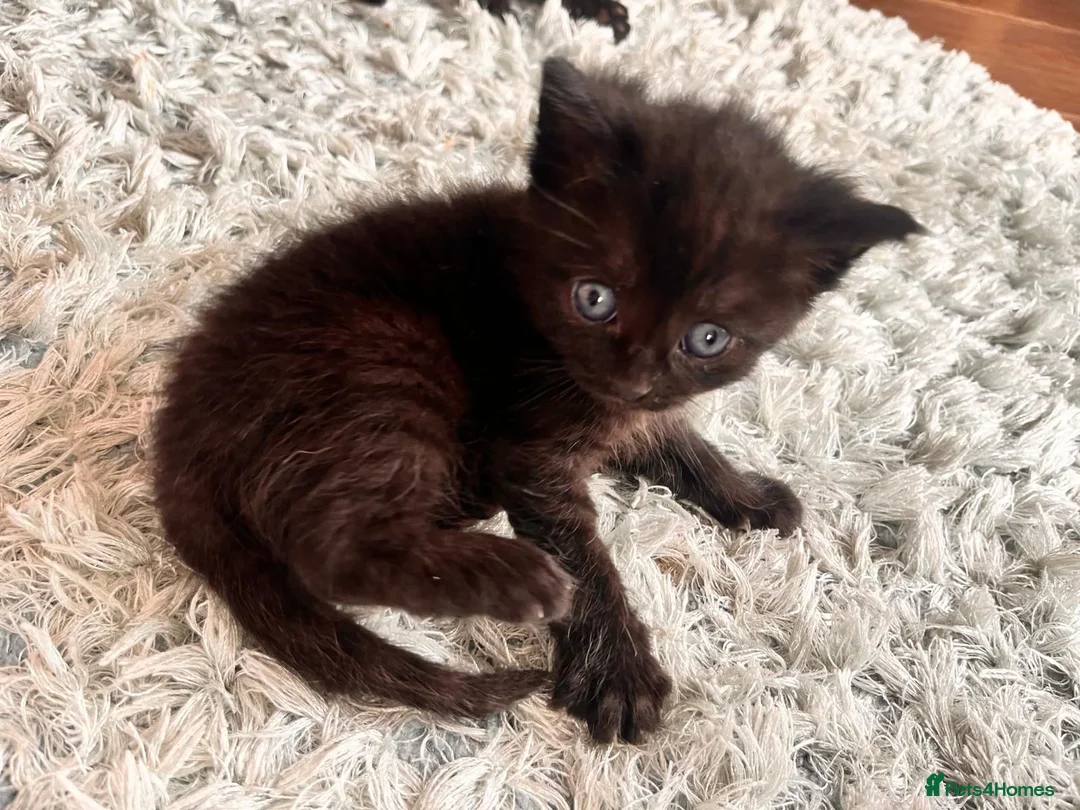 Mixed Breed cats for sale: Kittens ready now in Pulborough - Advert 2