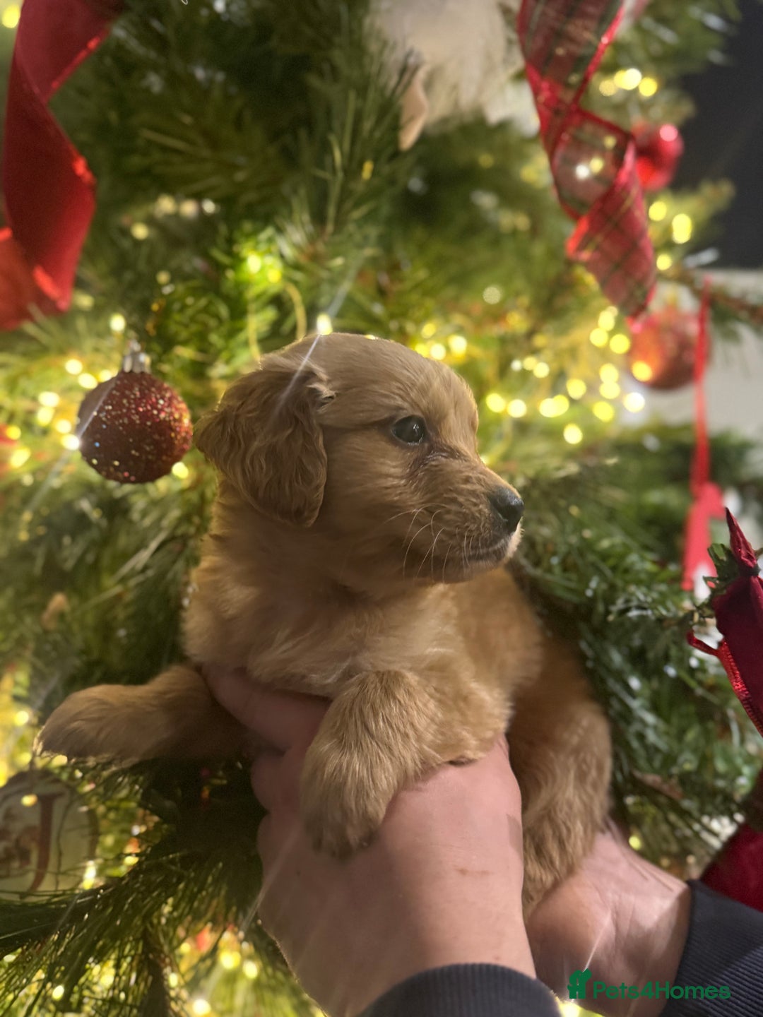 Goldador dogs for sale: Gorgeous Goldador puppies ready to go 22nd  - Advert 6