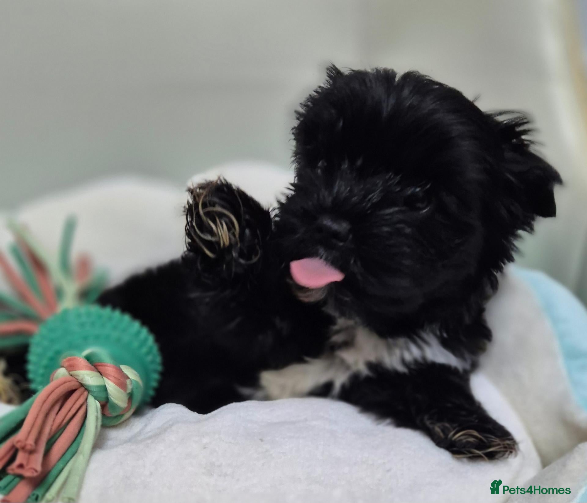 Yorkshire Terrier dogs for sale: Miniature Yorkshire Terrier  - Advert 2