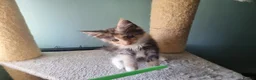 Maine Coon cats for sale: Maine Coon kittens  in Northampton - Advert 11