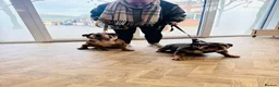 English Bulldog dogs for sale: 🐾 Stunning Pedigree EB puppies Top Rare Shades 🐾 in Stoke-on-Trent - Advert 38