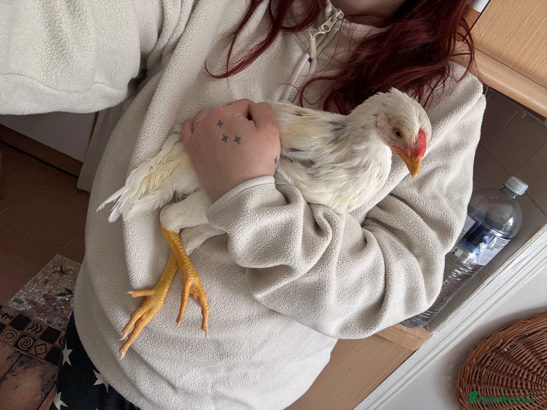 Chickens poultry for sale: 2 lovely chicks looking for a home  in London - Advert 2