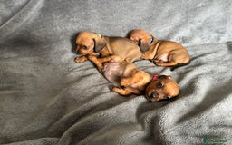 Miniature Dachshund dogs for sale: Stunning Brindle Dachshunds  - Image 3