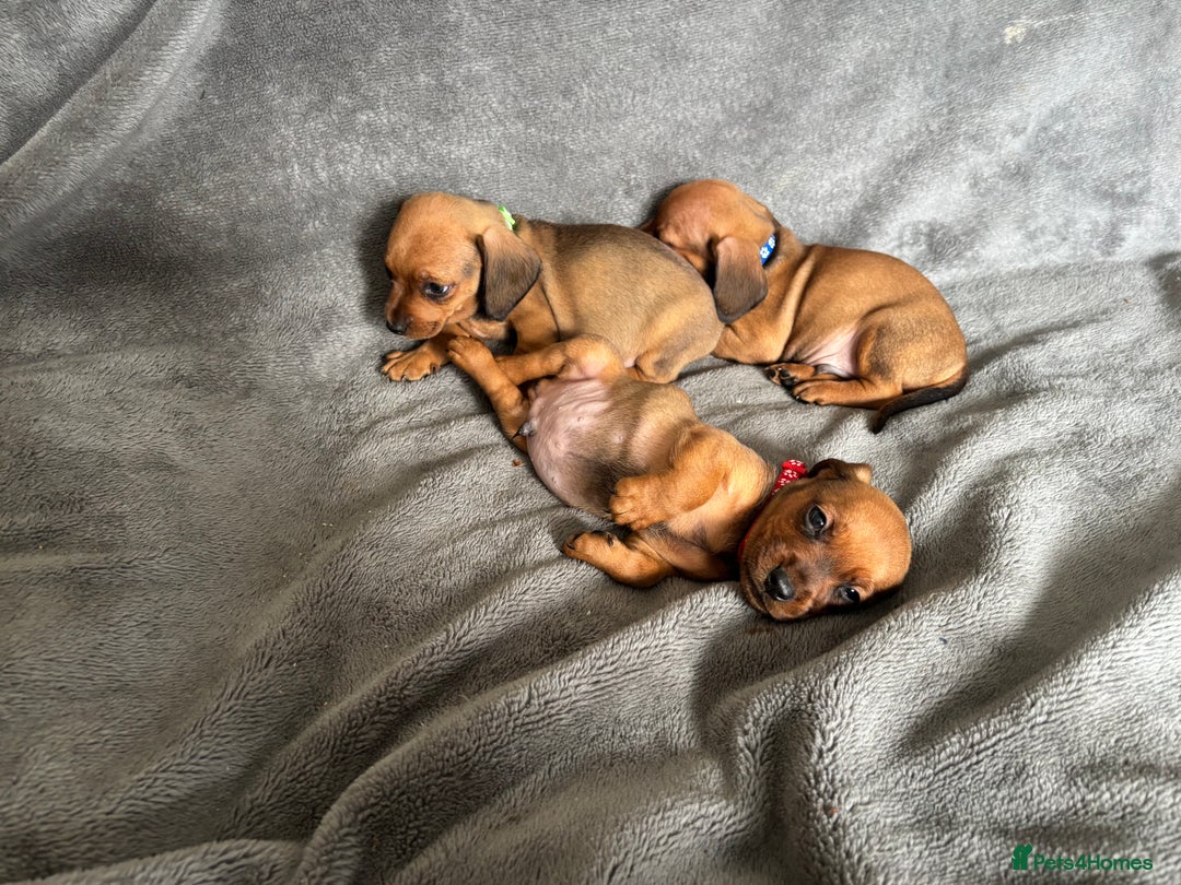 Miniature Dachshund dogs for sale: Stunning Brindle Dachshunds  - Image 3