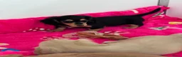 Miniature Dachshund dogs for sale: Miniature longhaired Dachshunds kc reg PRA clear - Advert 11