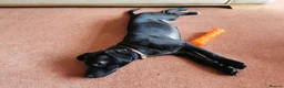 Mixed Breed dogs for sale: 7 beautiful staffie x labradoodle puppies for sale - Advert 9