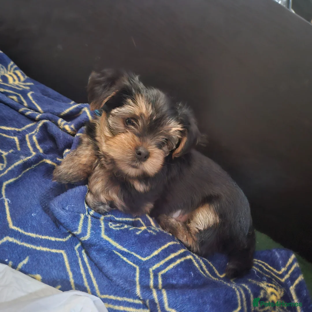 Mixed Breed dogs for sale: 4 gorgeous yorkshire terrier x mini yorkie pups - Advert 2