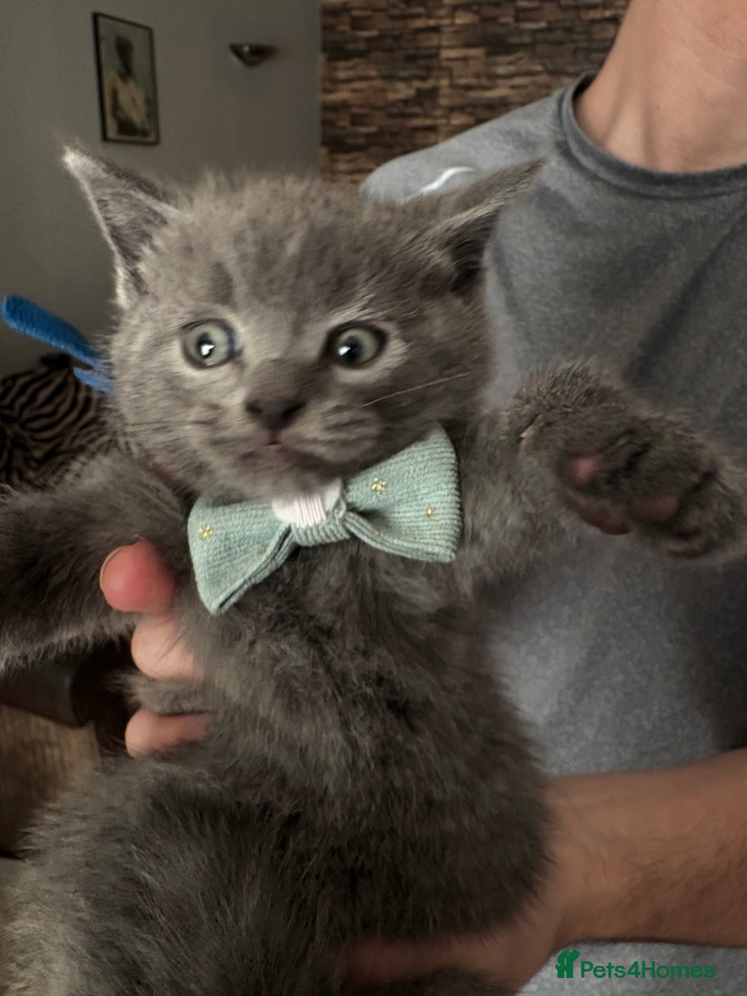 British Shorthair cats for sale: British Shorthair kittens  - Advert 7