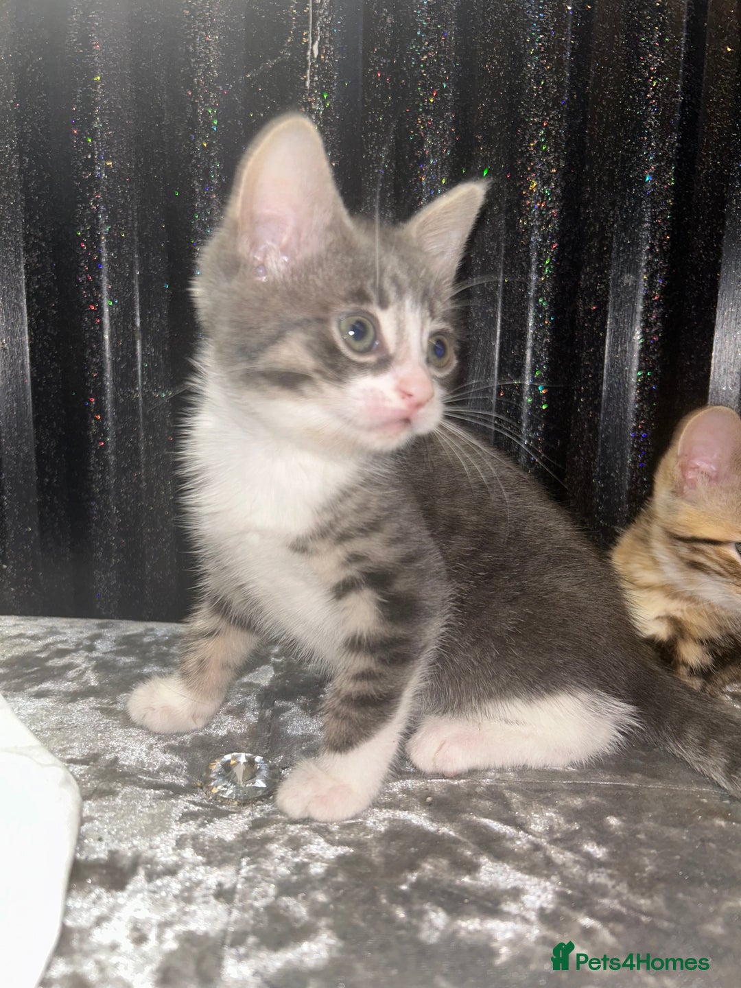 Bengal cats for sale: Loving Home Wanted. Bengal X kittens for sale  - Advert 6