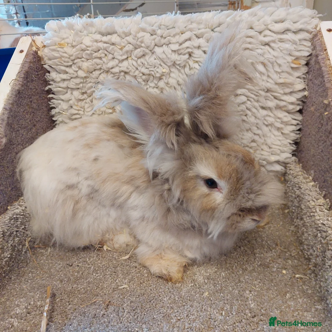 Angora rabbits for sale: 2 Angora Does looking for loving homes - Advert 1