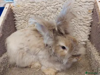 Angora rabbits 2 Angora Does looking for loving homes - Advert 1