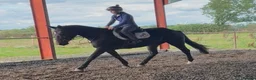Irish Cob horses for sale: 16hh Black Cob Mare (Black Betty) - Advert 4
