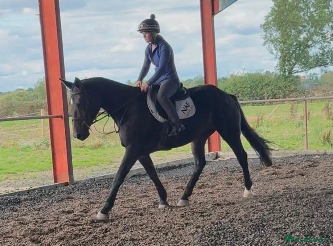 Irish Cob horses for sale: 16hh Black Cob Mare (Black Betty) - Advert 4