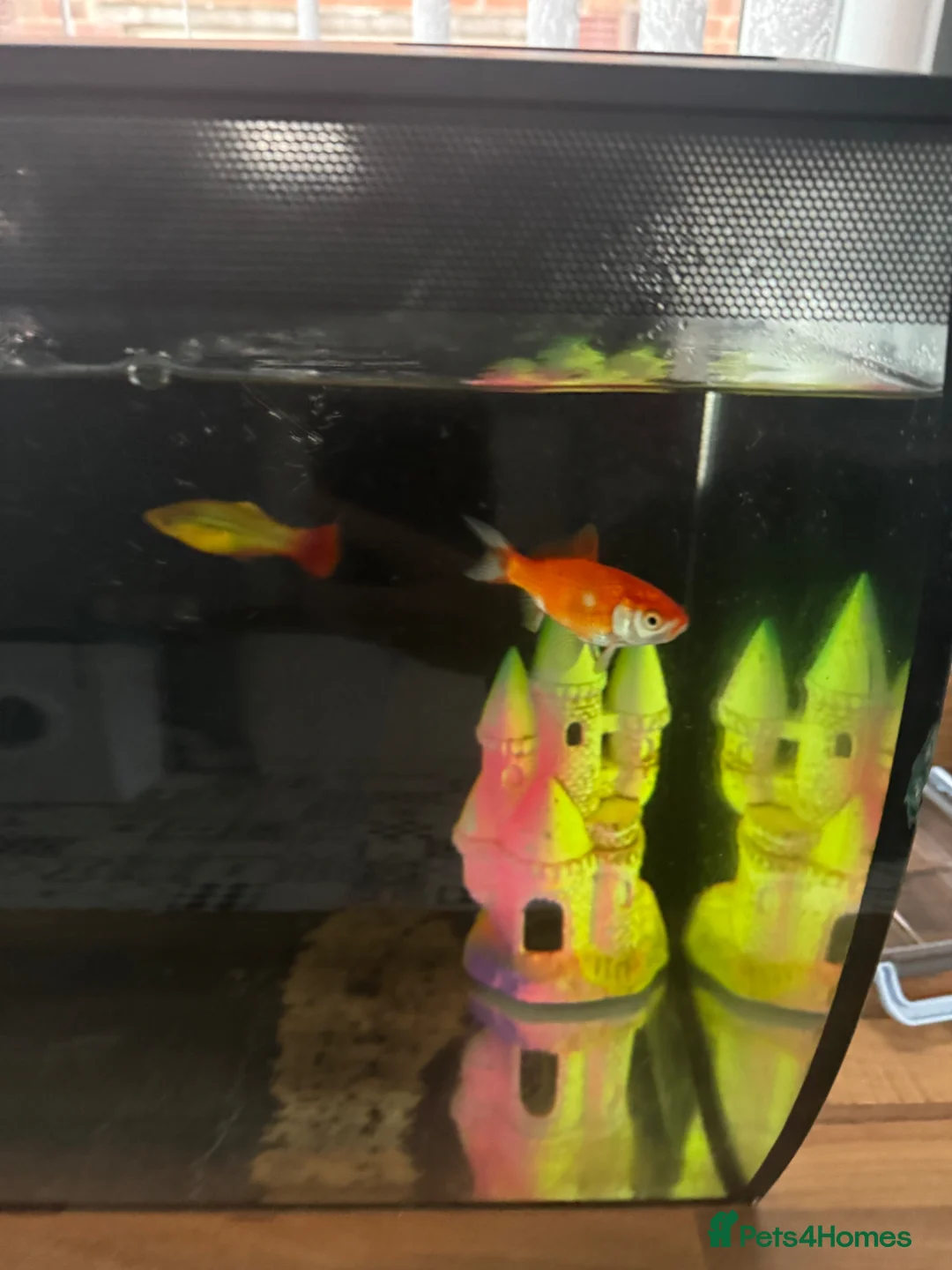 Goldfish fish for sale: 2x gold fish and a small fish and large tank  in Scarborough - Advert 2