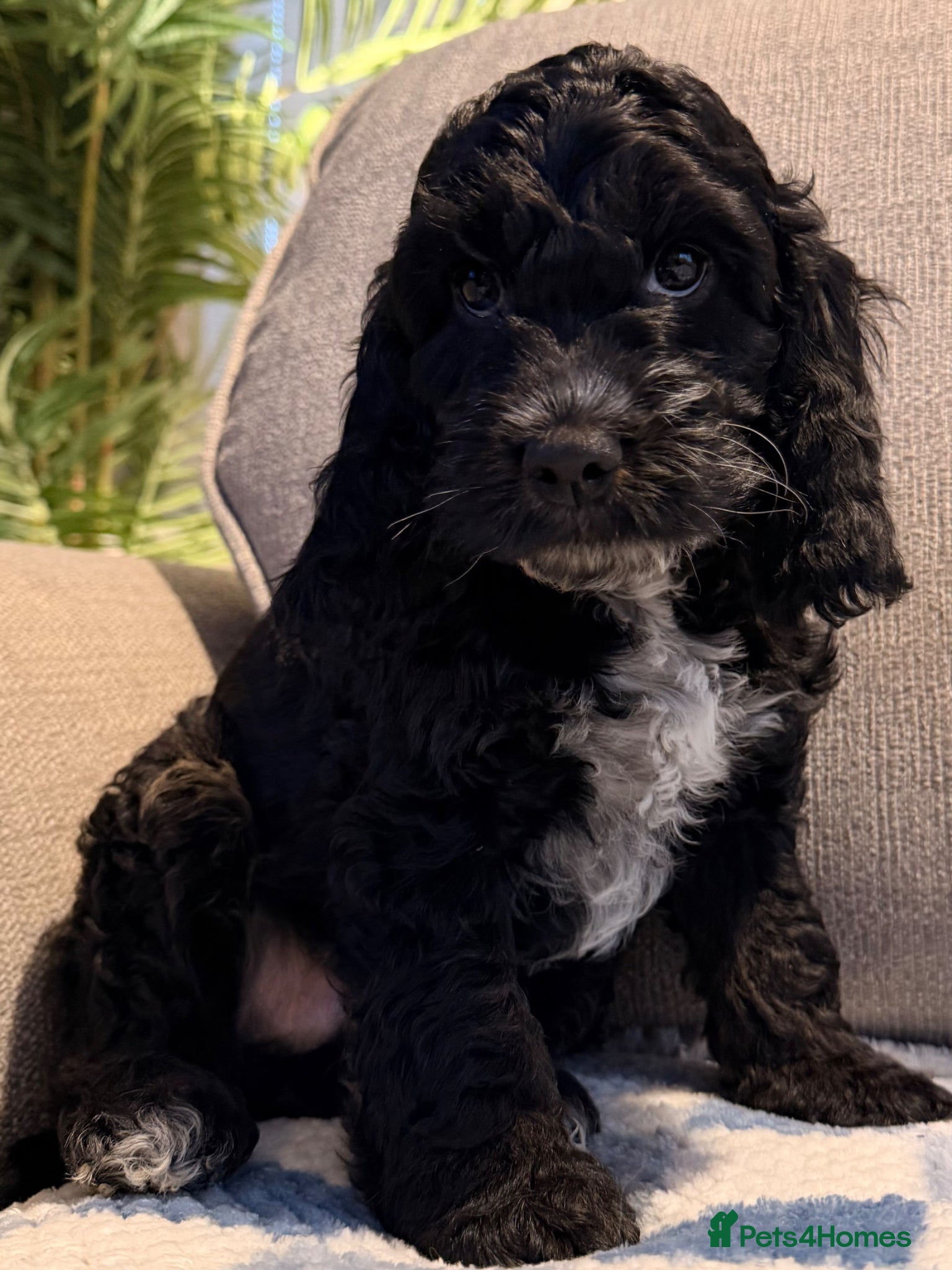 Cockapoo dogs F1 Cockapoo Puppies - Advert 2