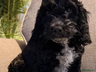 Cockapoo dogs F1 Cockapoo Puppies - Advert 2