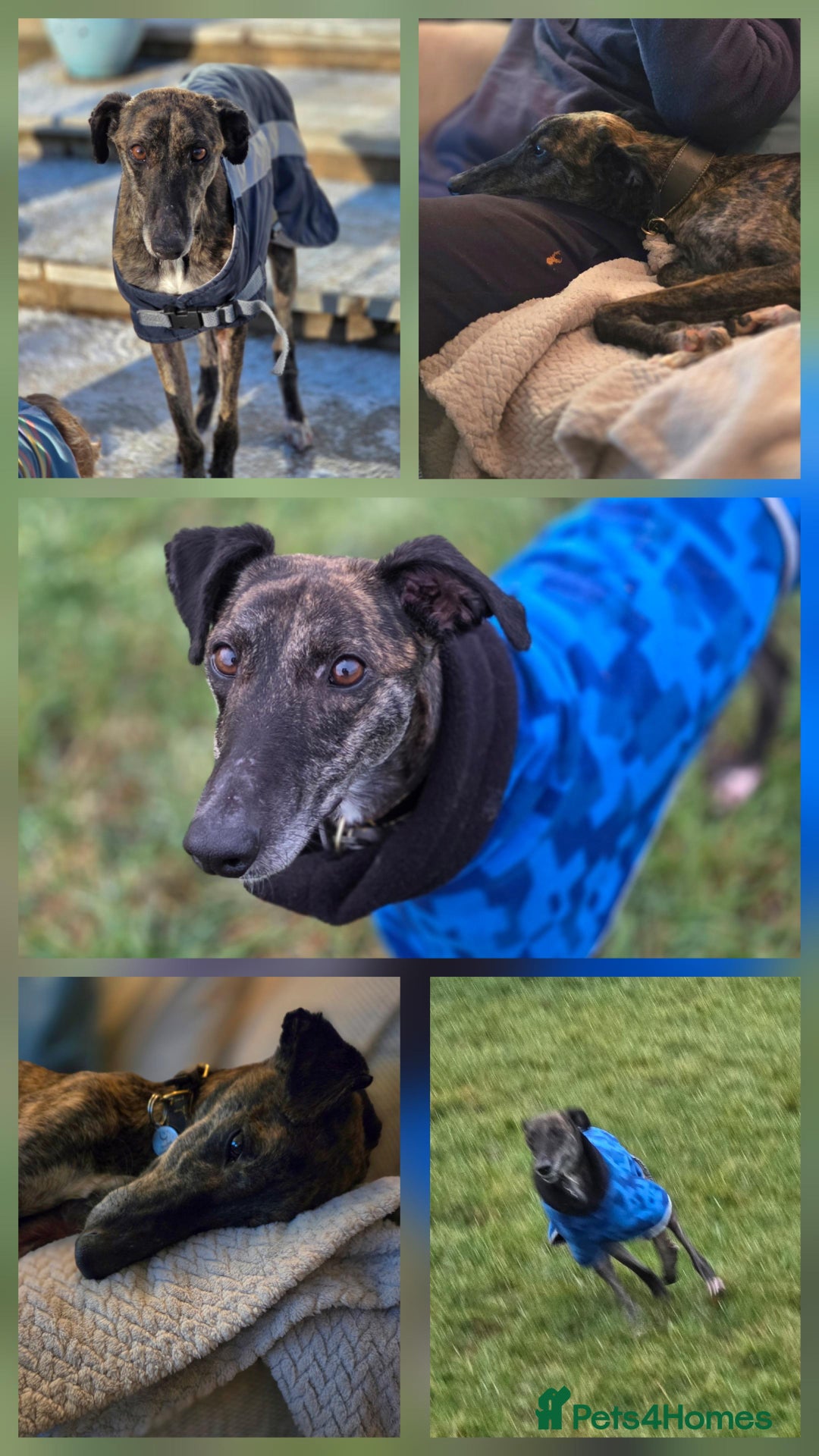 Lurcher dogs for adoption: Beautiful Daisy  - Advert 2