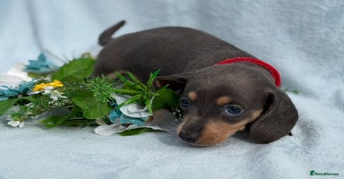 Miniature Dachshund dogs - Advert 15