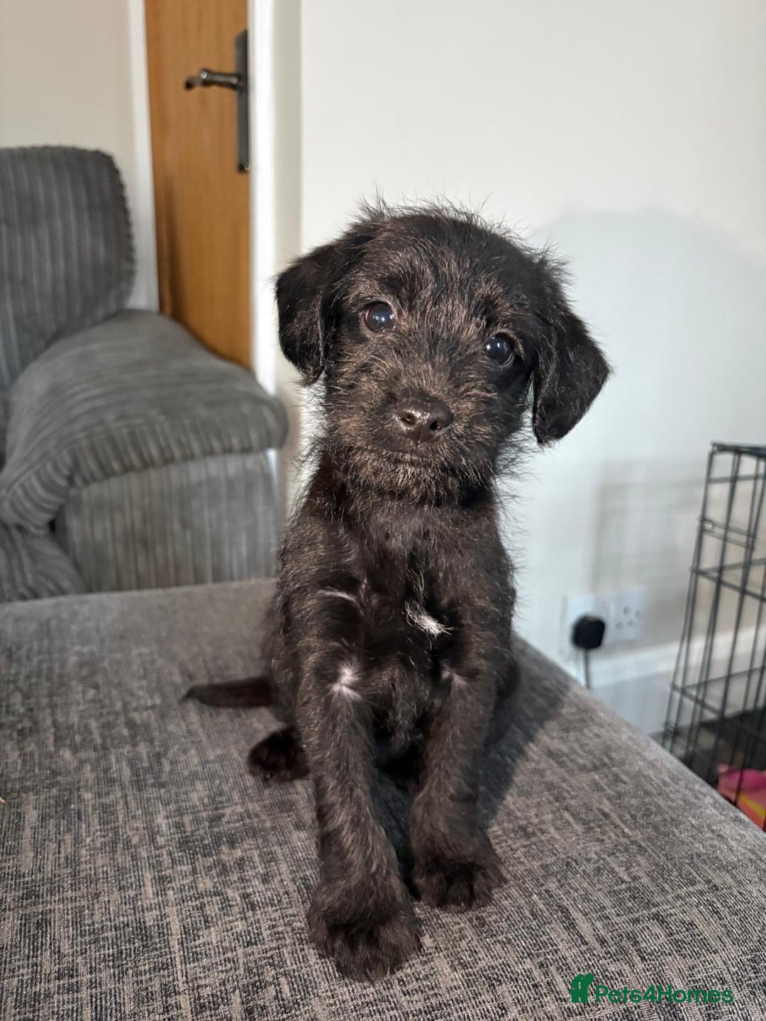 Mixed Breed dogs for sale: Border x poodle puppies - Advert 5