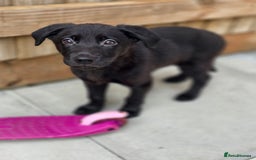 Mixed Breed dogs for sale: Beautiful black Belgain Malinois X Labrador  - Image 4