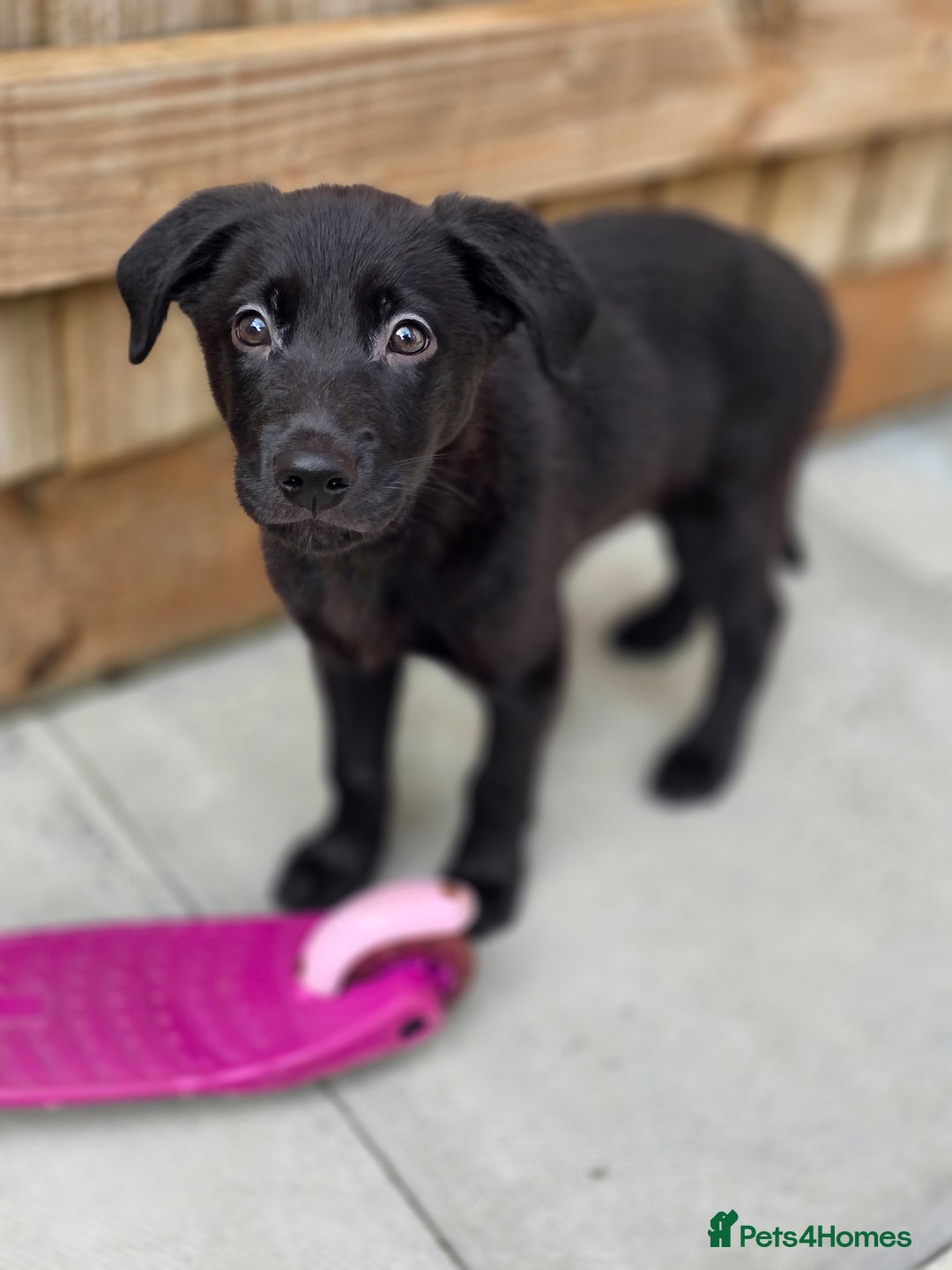 Mixed Breed dogs for sale: Beautiful black Belgain Malinois X Labrador  - Image 4