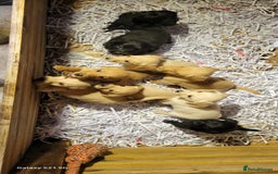 Labradoodle dogs for sale: F1b labradoodle,  back cross to a labrador - Image 13