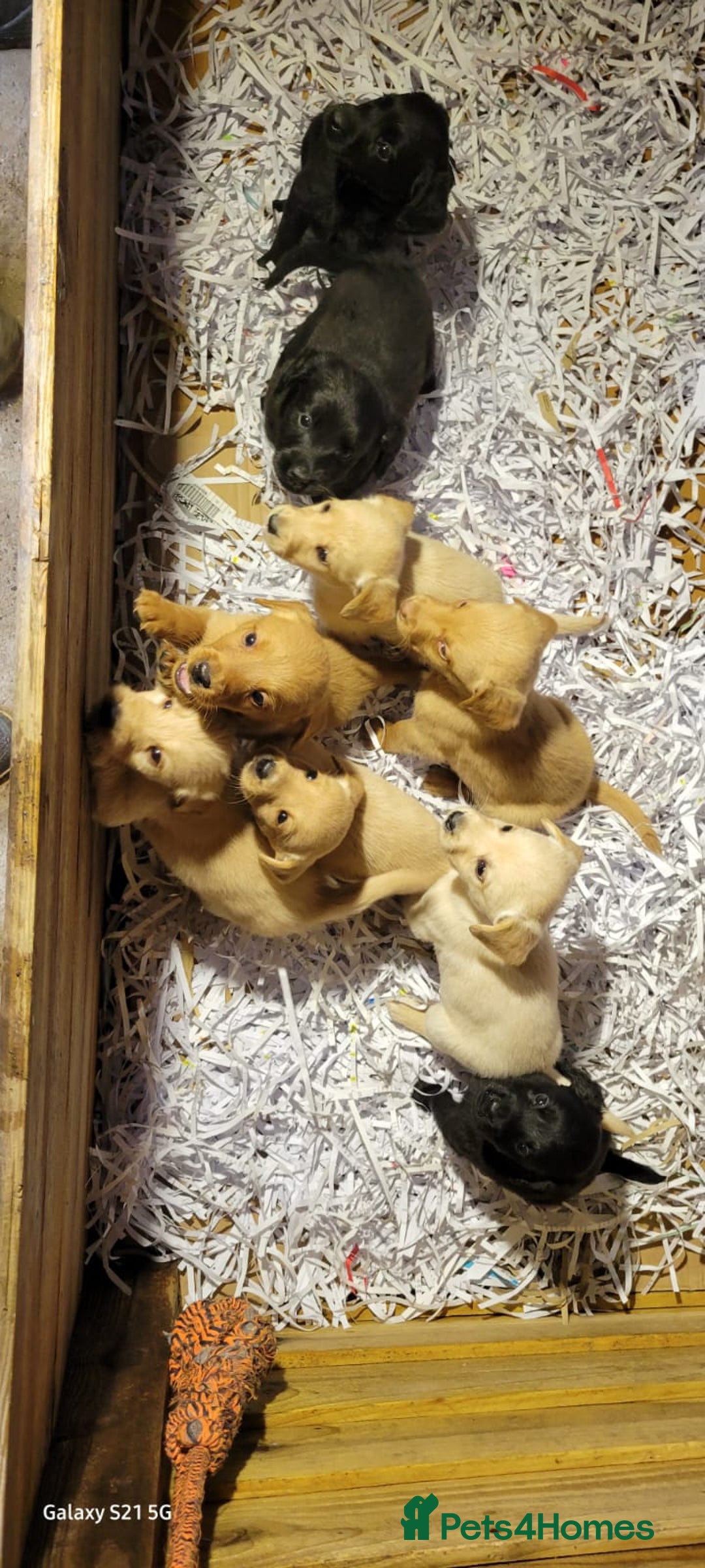 Labradoodle dogs for sale: F1b labradoodle,  back cross to a labrador - Image 13