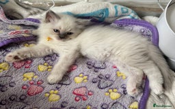 Ragdoll cats for sale: Adorable Ragdoll Kittens Seeking Forever Homes - Image 29