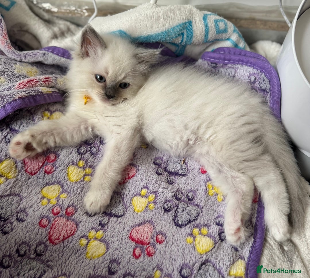 Ragdoll cats for sale: Adorable Ragdoll Kittens Seeking Forever Homes - Image 29