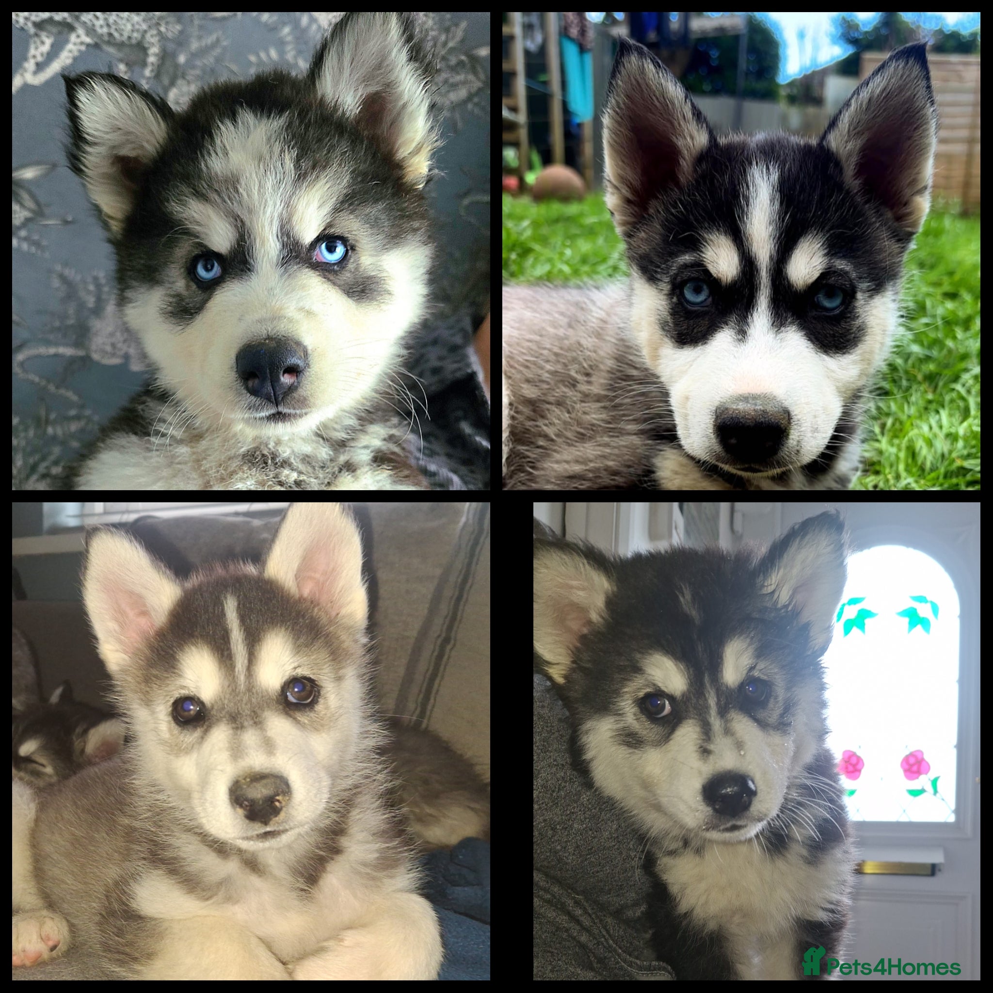 Pomsky dogs 💛 S T U N N I N G  POMSKY PUPPIES READY NOW ❤️ - Advert 10