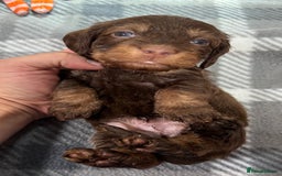 Miniature Dachshund dogs for sale: Stunning miniature wire haired dachshunds  - Image 13