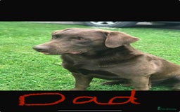 Labrador Retriever dogs for sale: Beautiful Labrador X Puppies  - Image 7