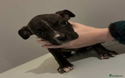 Mixed Breed dogs for sale: Staffordshire bull terrier  - Advert 5